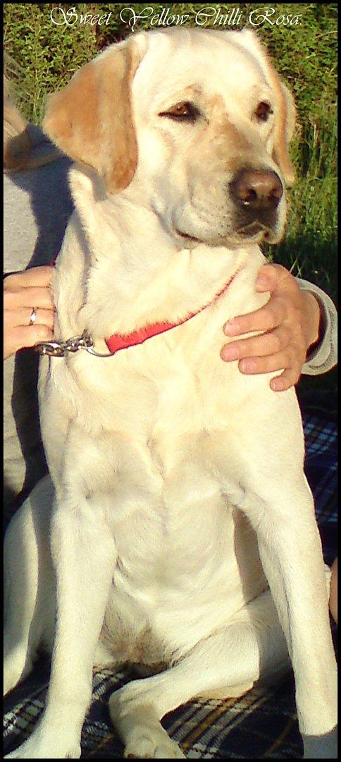 Labrador retriever Sweet yellow chilli rosa. billede 7