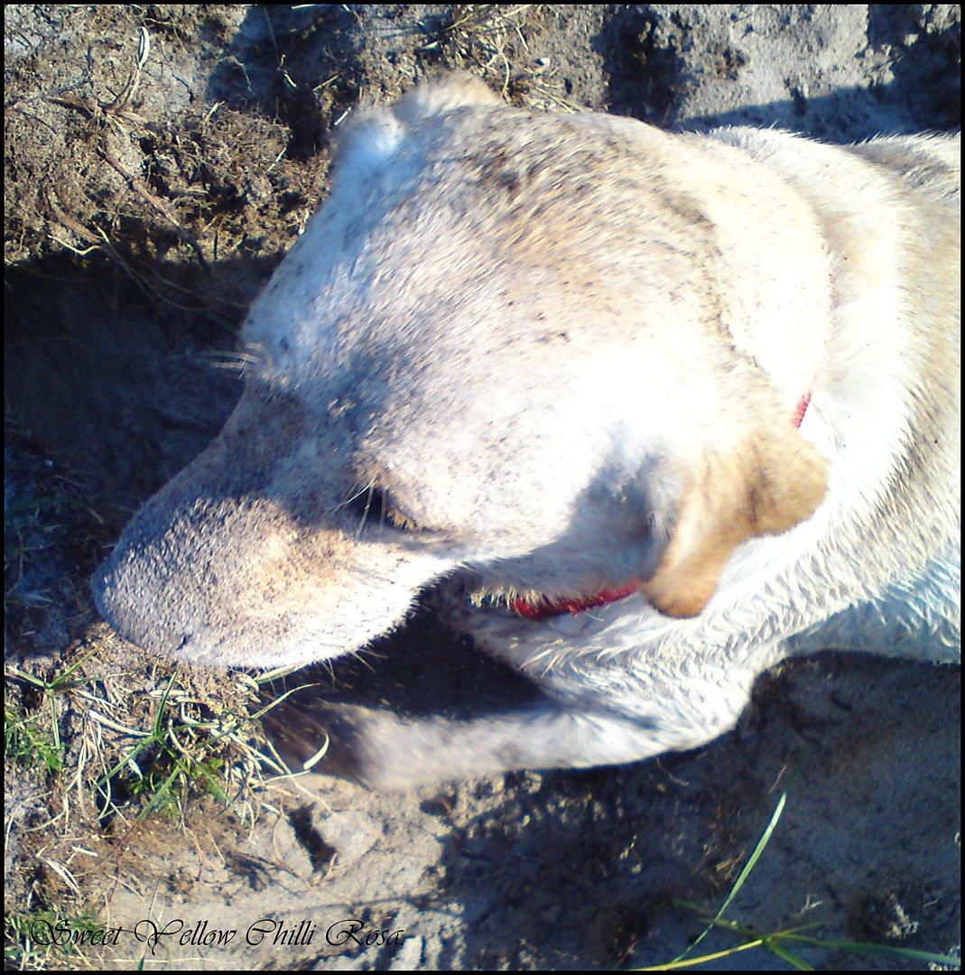 Labrador retriever Sweet yellow chilli rosa. billede 8