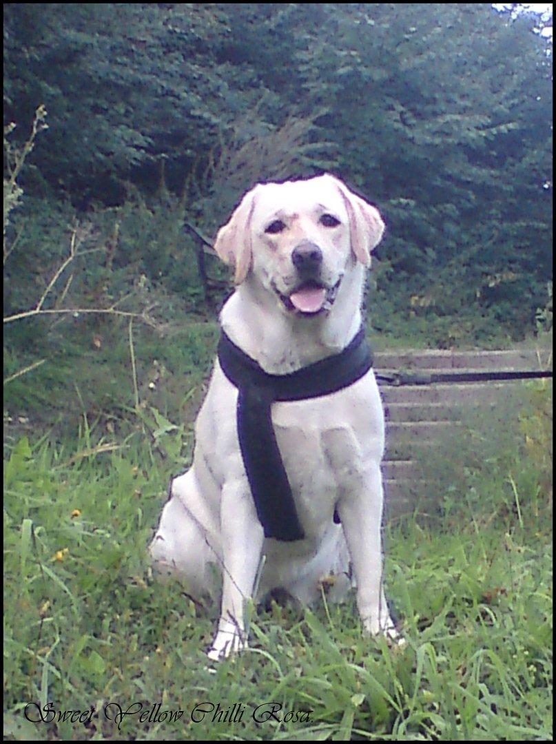 Labrador retriever Sweet yellow chilli rosa. billede 9