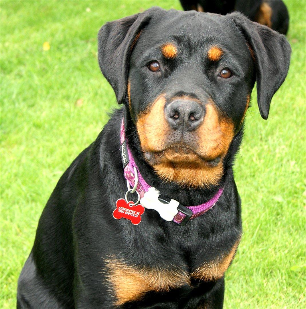 Rottweiler Kakestto's Geisha billede 6