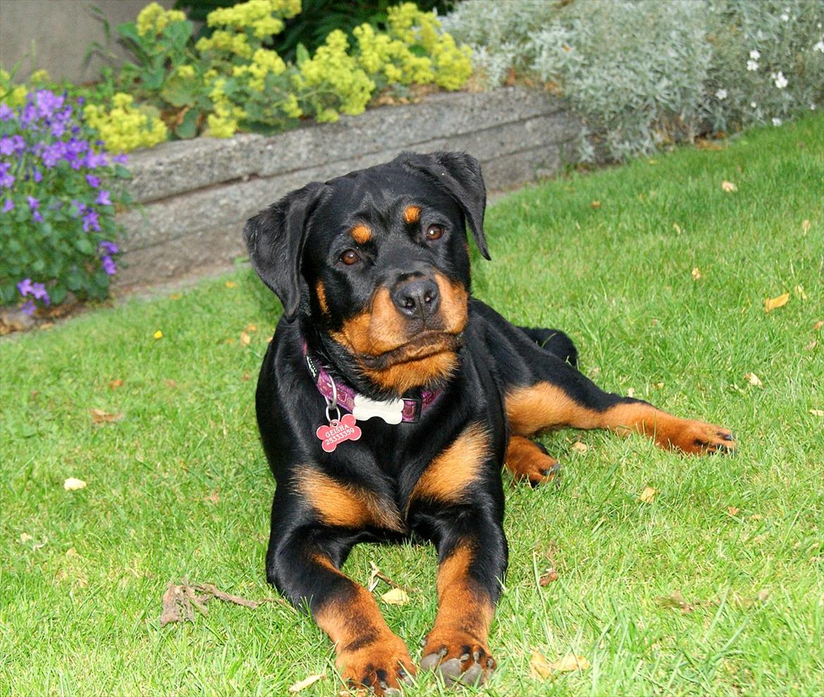 Rottweiler Kakestto's Geisha billede 7