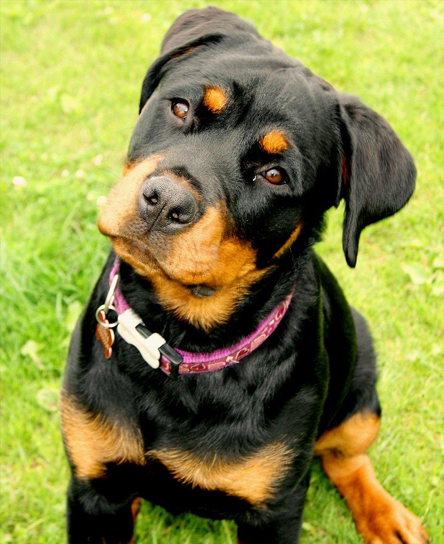 Rottweiler Kakestto's Geisha billede 8
