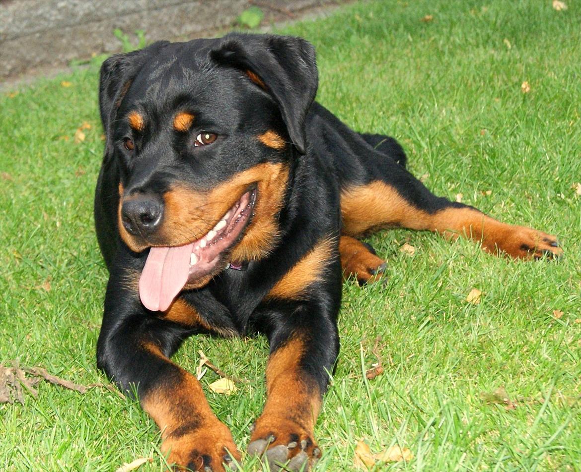 Rottweiler Kakestto's Geisha billede 9
