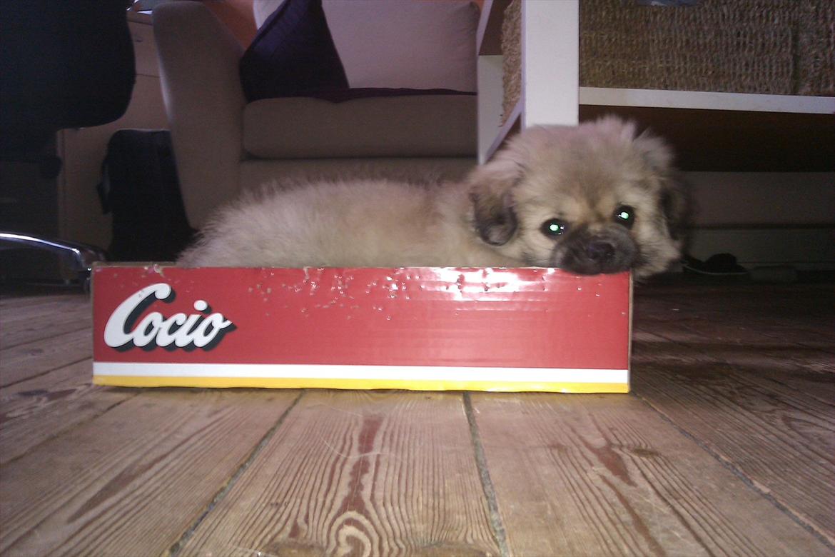 Blanding af racer Cocio - min costum-made seng med navn på billede 3