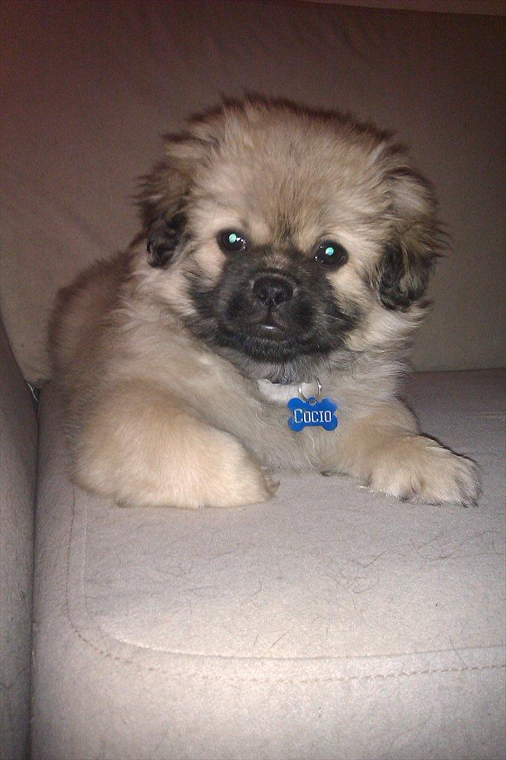 Blanding af racer Cocio - Hvad skal jeg nu finde på......? billede 4