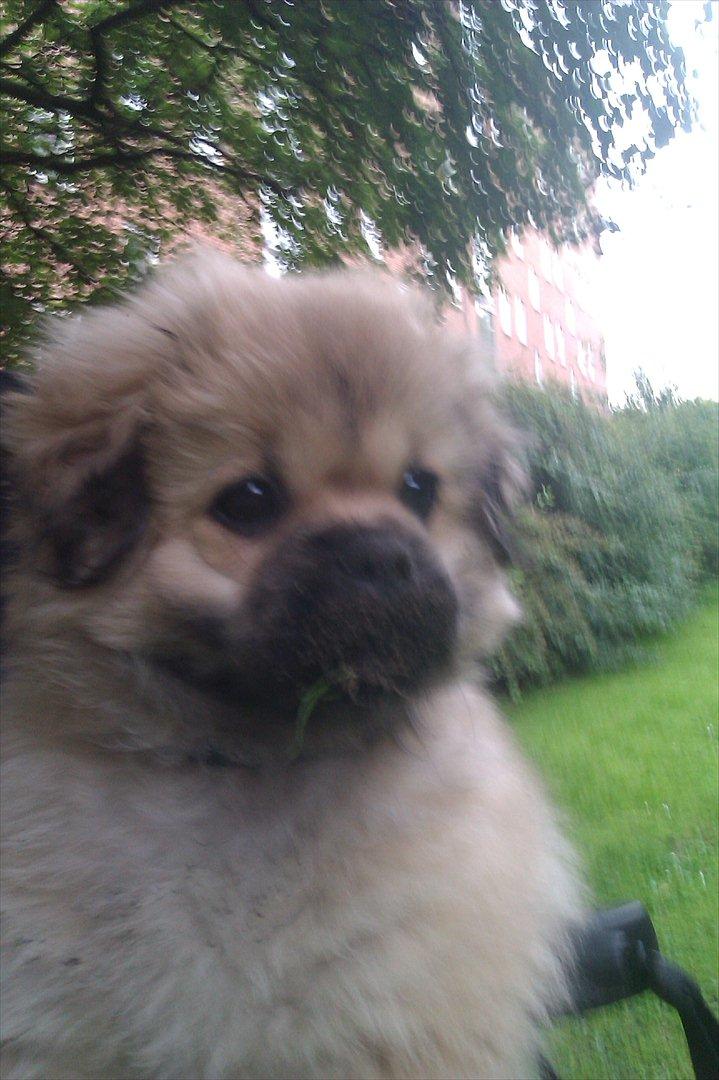 Blanding af racer Cocio - jeg ELSKER at grave huller!!!!! billede 5