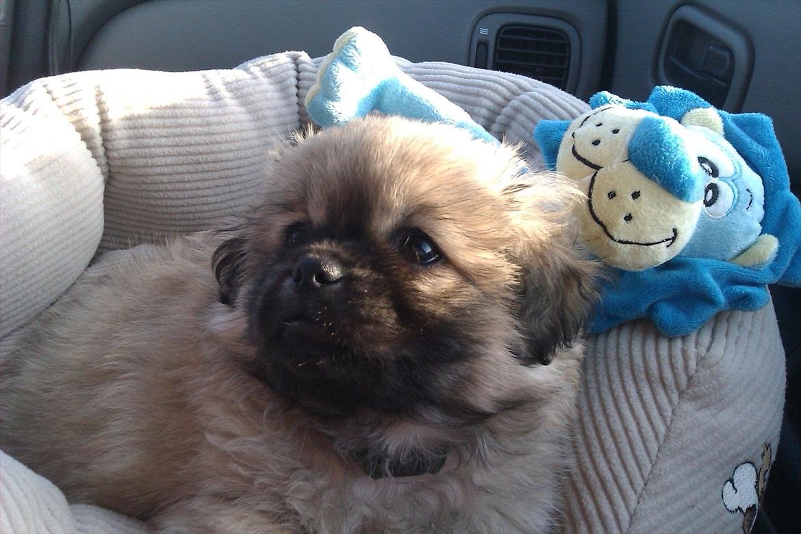 Blanding af racer Cocio - 9 uger og på vej hjem til min nye mor og far billede 1