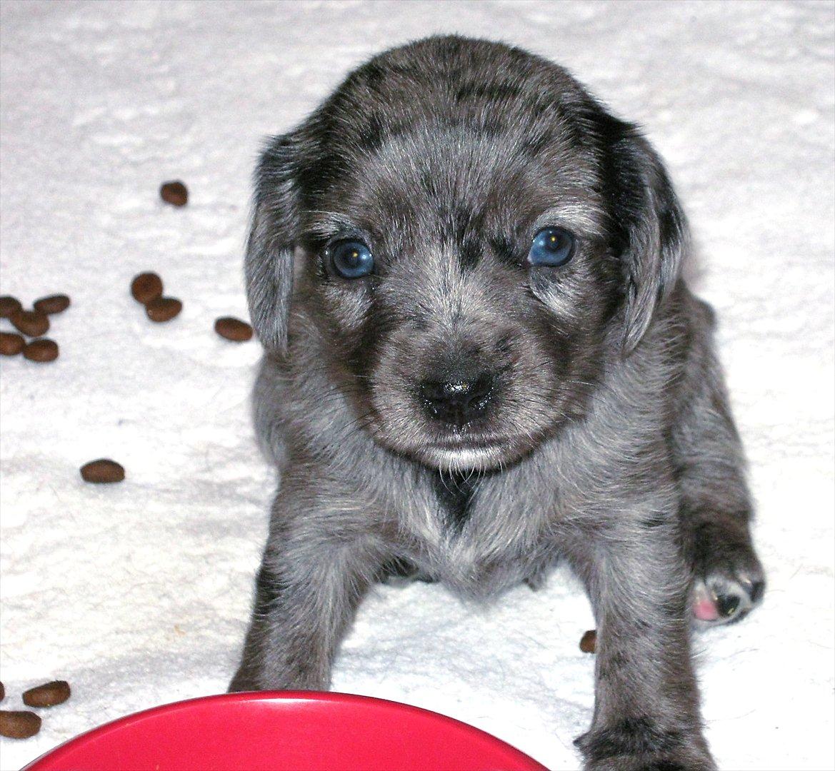 Blanding af racer Þrándr Shadow billede 7