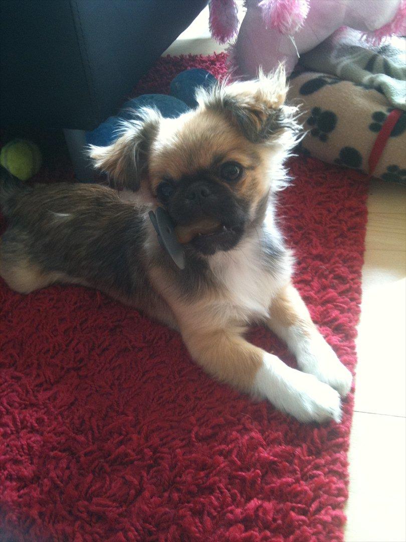 Blanding af racer Armarno billede 1