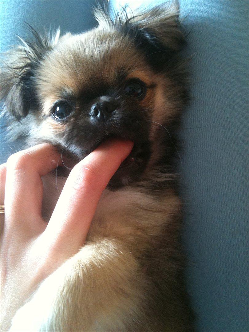 Blanding af racer Armarno billede 7