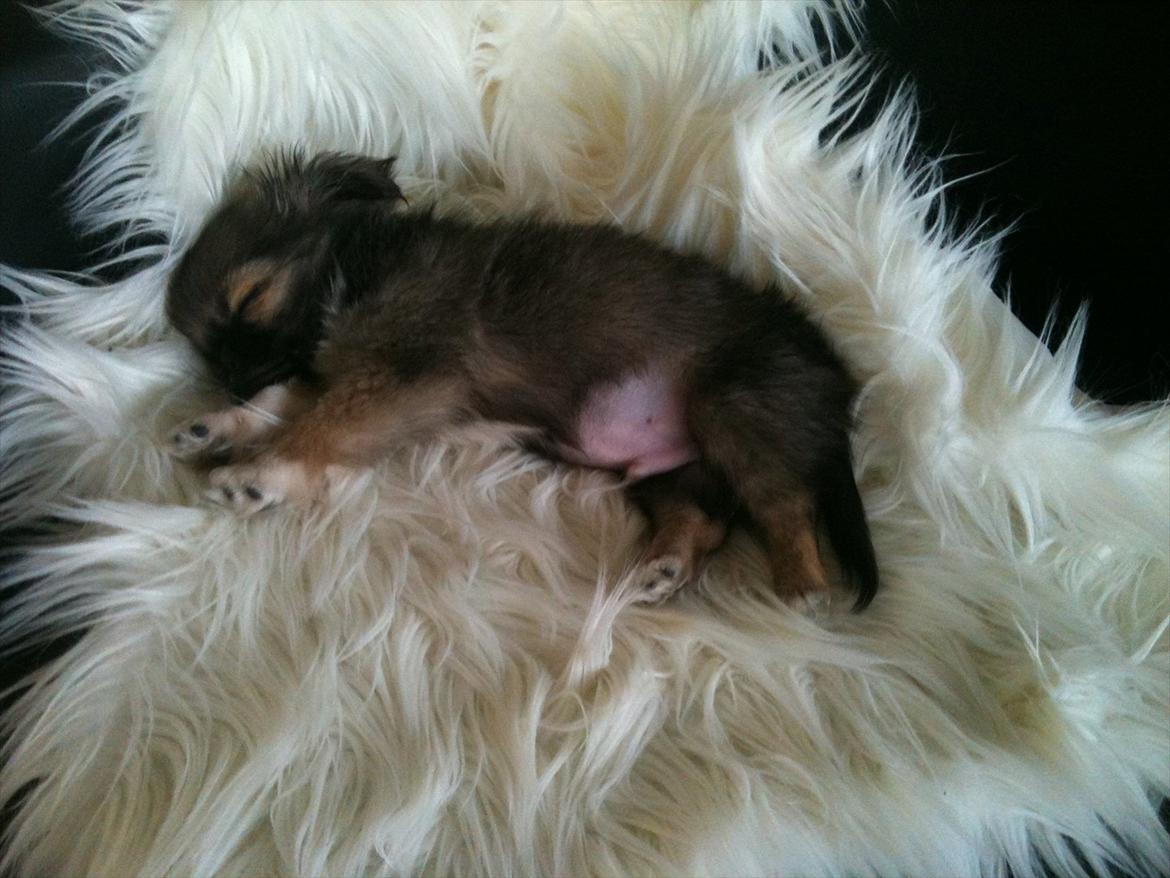 Blanding af racer Armarno billede 4