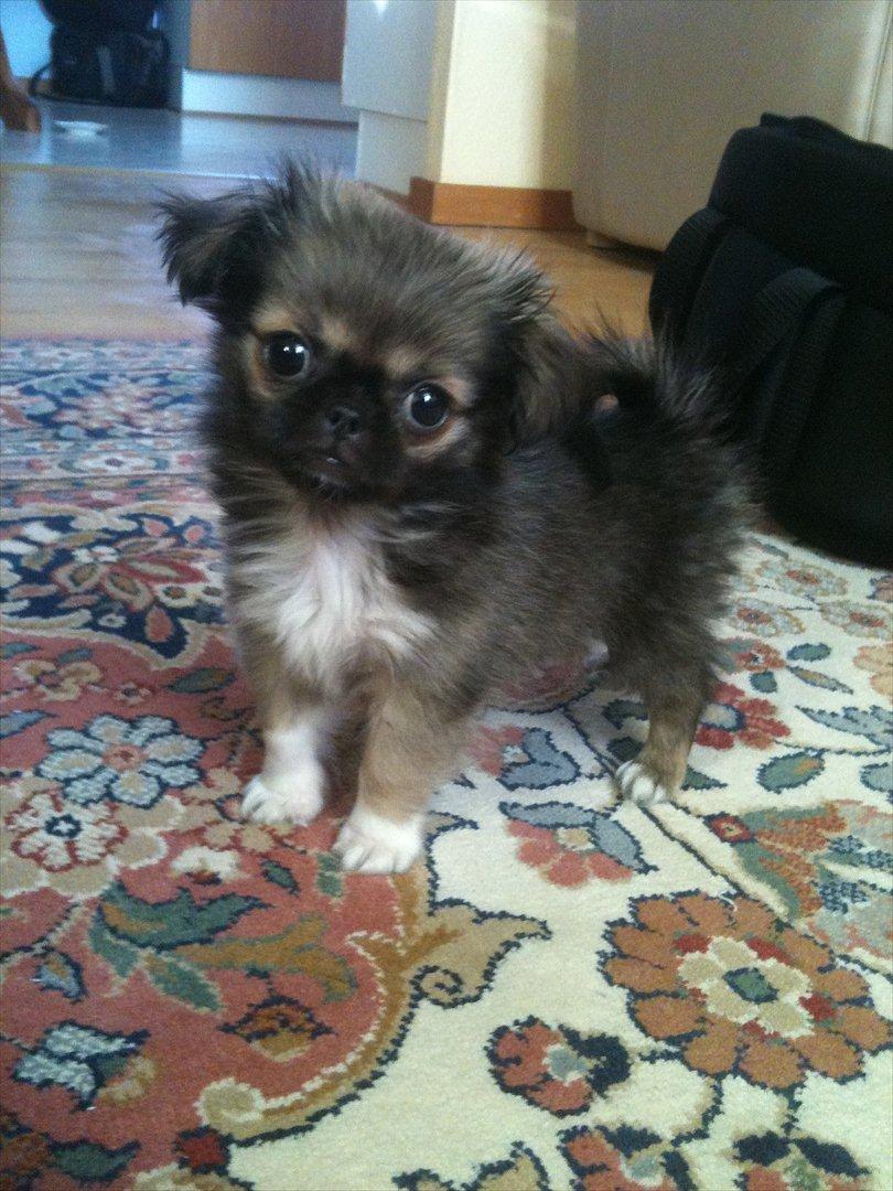 Blanding af racer Armarno billede 2