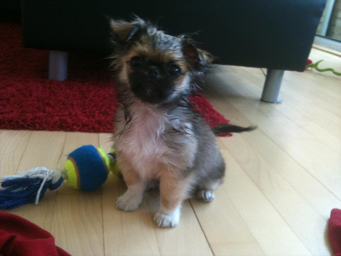 Blanding af racer Armarno billede 10