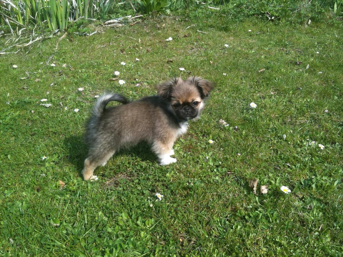 Blanding af racer Armarno billede 3