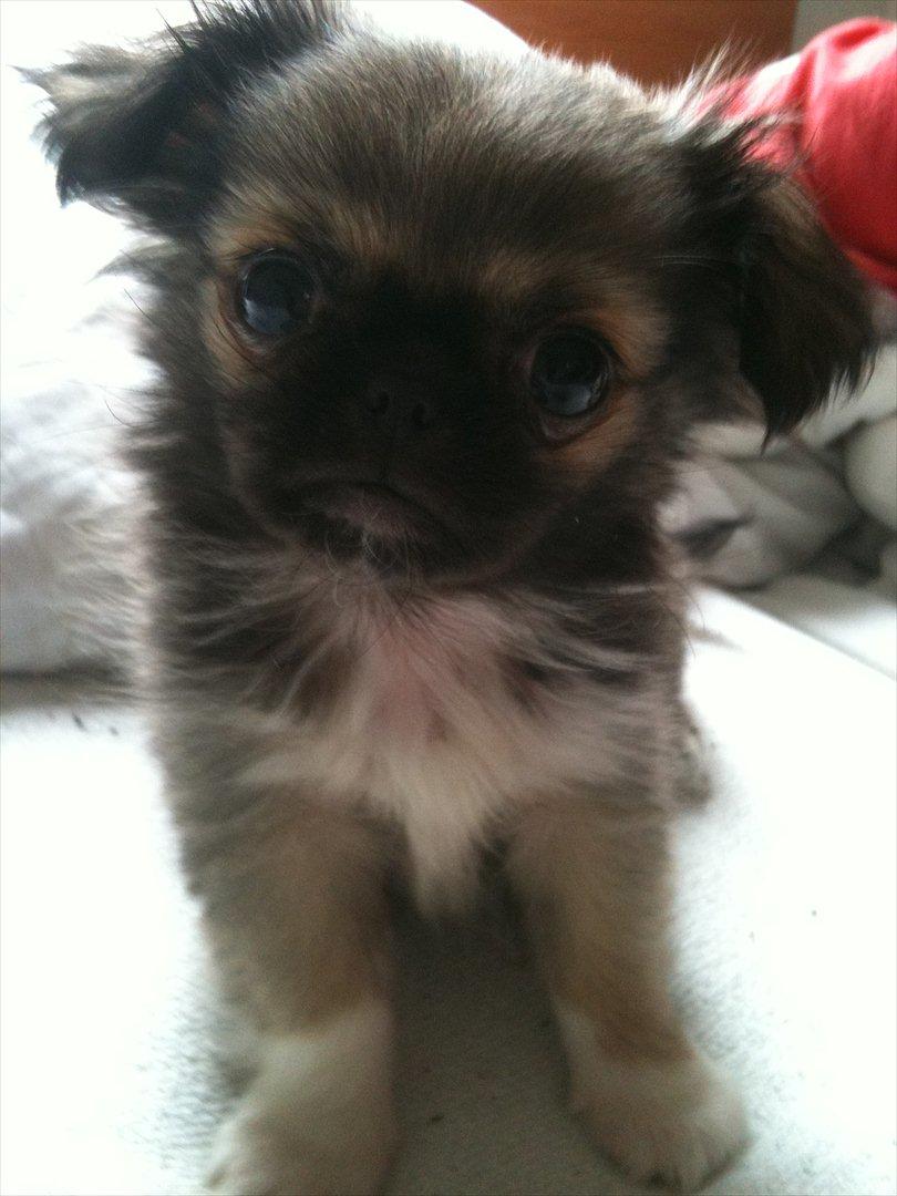 Blanding af racer Armarno billede 5