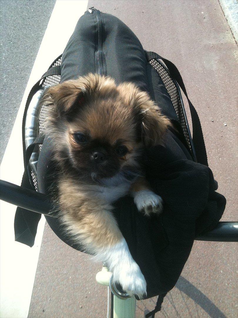 Blanding af racer Armarno billede 6