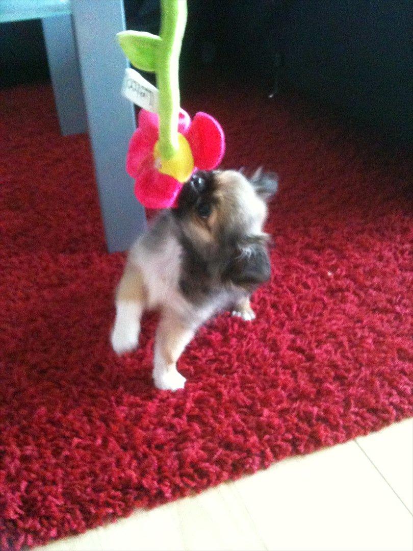 Blanding af racer Armarno billede 8