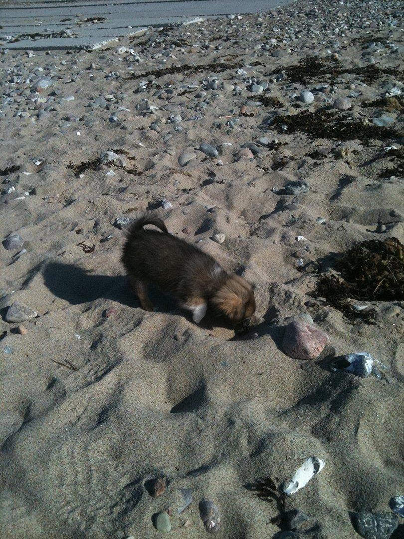 Blanding af racer Armarno billede 9