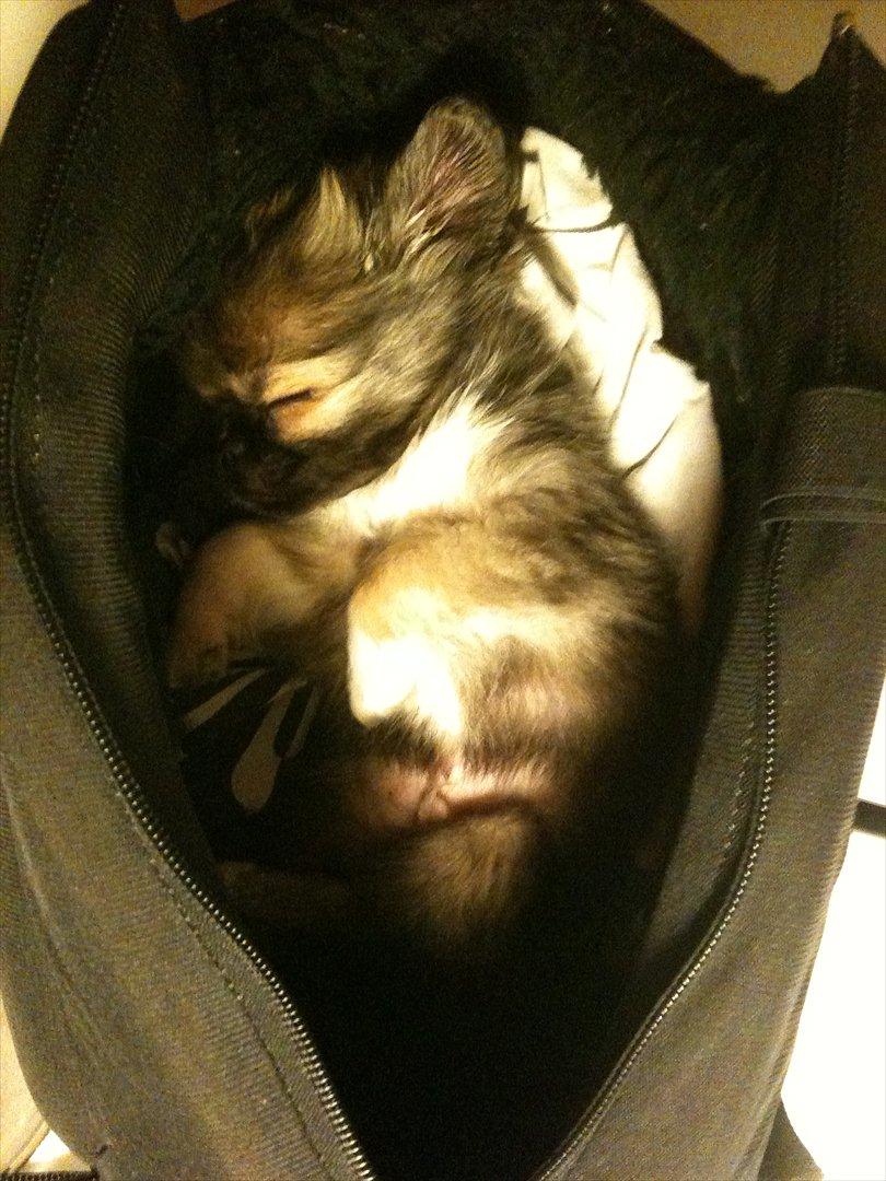 Blanding af racer Armarno billede 11