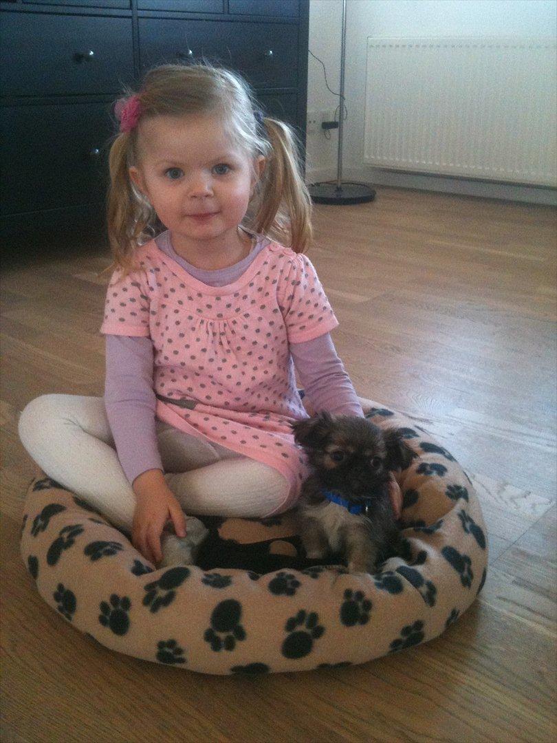 Blanding af racer Armarno - Som helt lille <3 billede 12