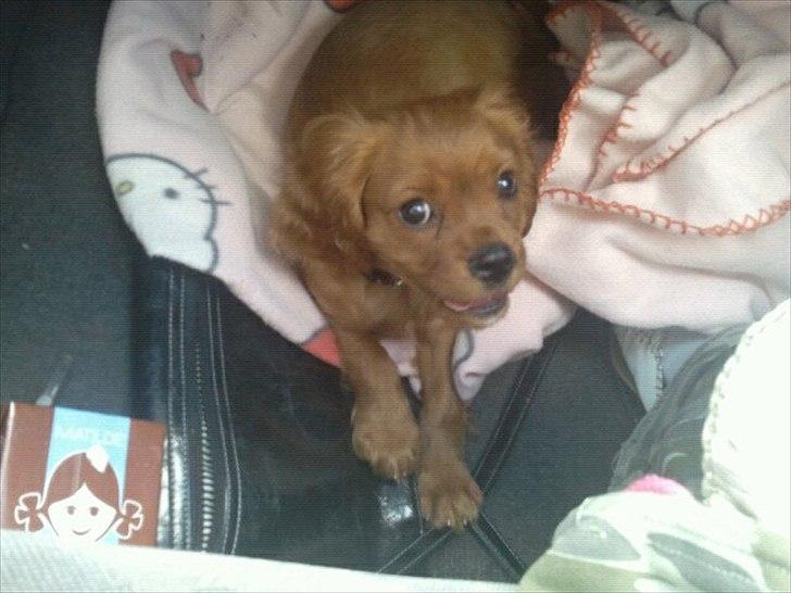 Cavalier king charles spaniel Rocky billede 1