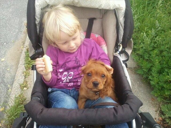 Cavalier king charles spaniel Rocky billede 2