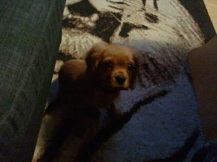 Cavalier king charles spaniel Rocky billede 3