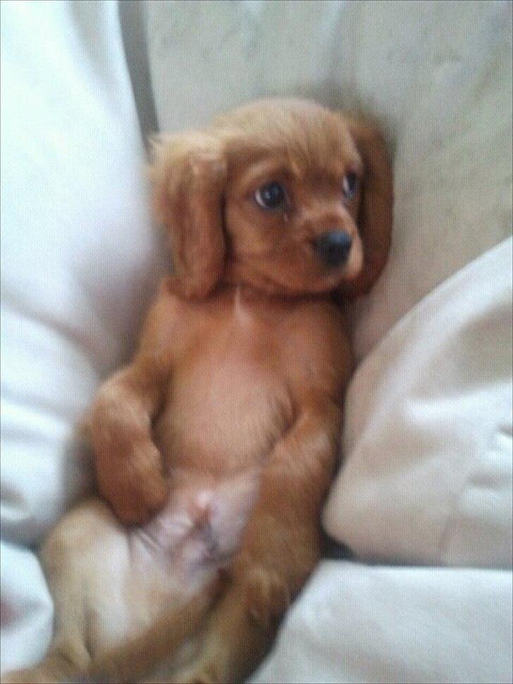 Cavalier king charles spaniel Rocky billede 4