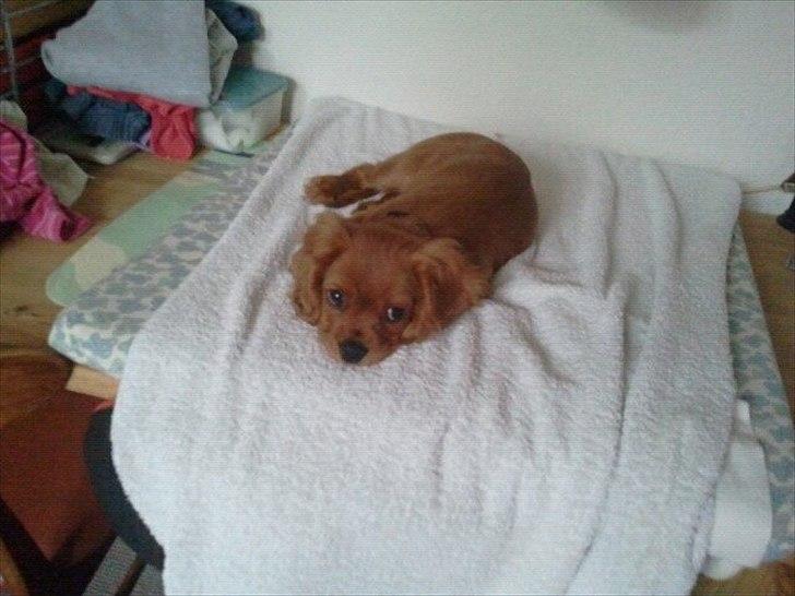 Cavalier king charles spaniel Rocky billede 5