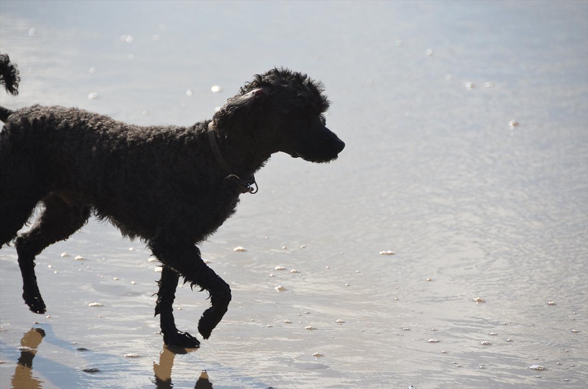 Dværgpuddel Max - Max ved Vesterhavet :) Foto: Lærke Akita Dalmose. billede 18
