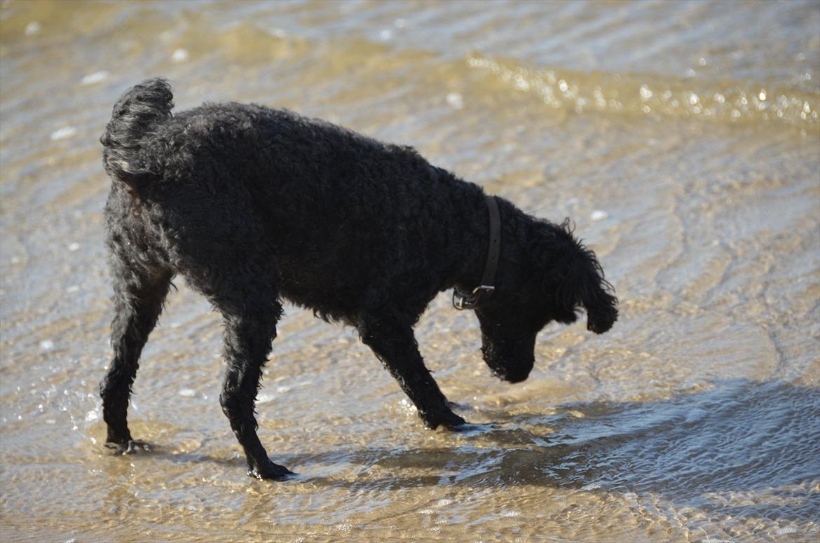 Dværgpuddel Max - Leger med sten i havet :) Foto: Lærke Akita Dalmose. billede 11