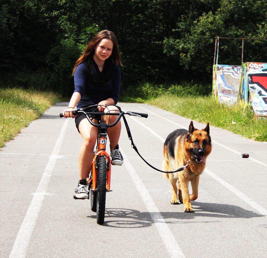 Schæferhund Weibrechts Kashmir - mig og kashmir, på en lille cykeltur :) billede 15