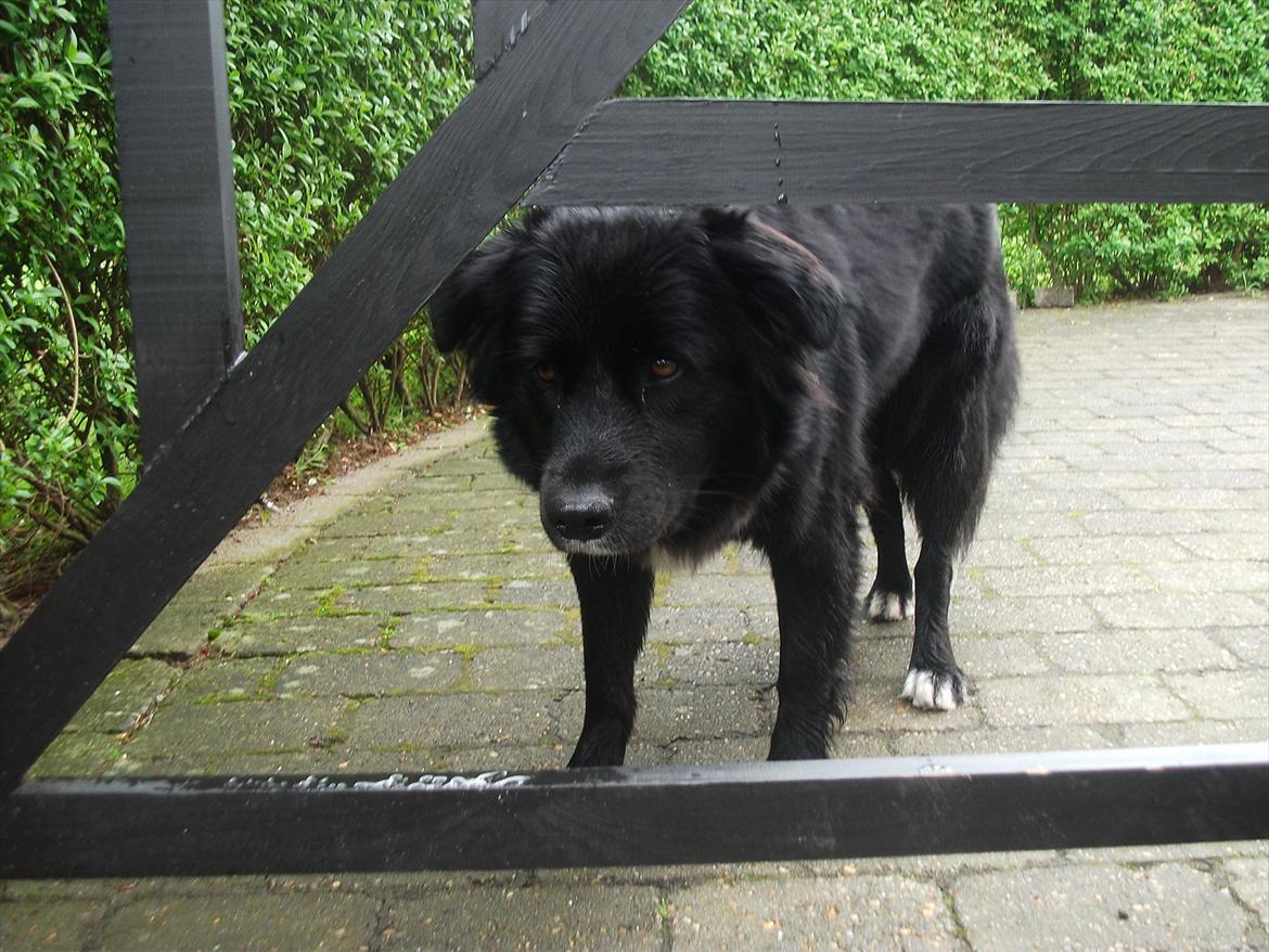 Blanding af racer Nønne billede 9