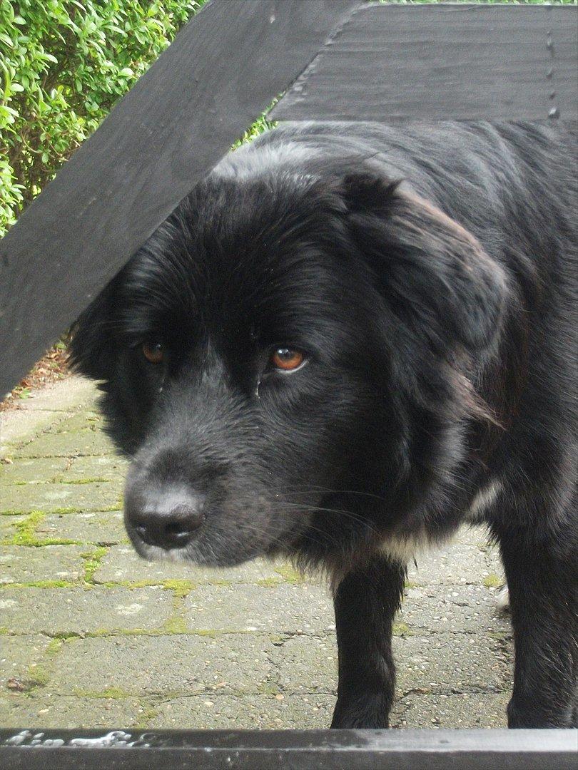 Blanding af racer Nønne billede 10