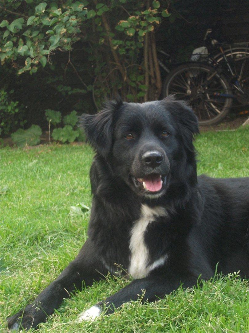 Blanding af racer Nønne billede 11