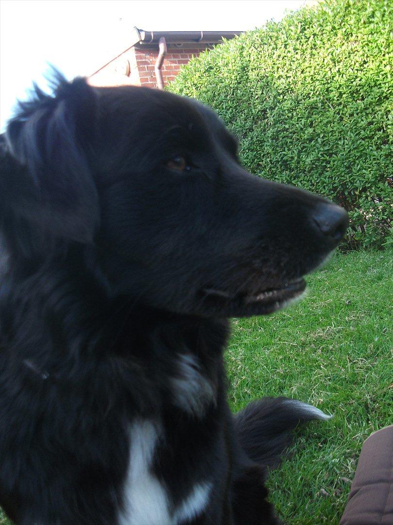 Blanding af racer Nønne billede 12