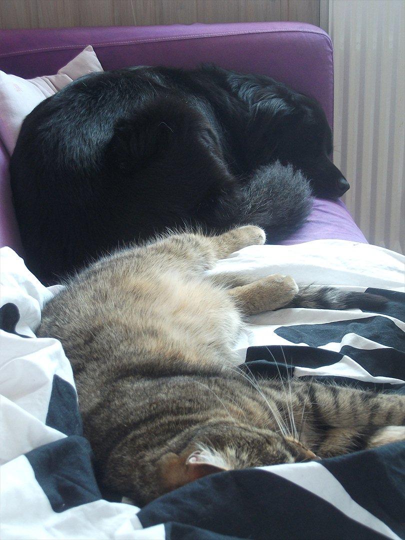 Blanding af racer Nønne billede 13