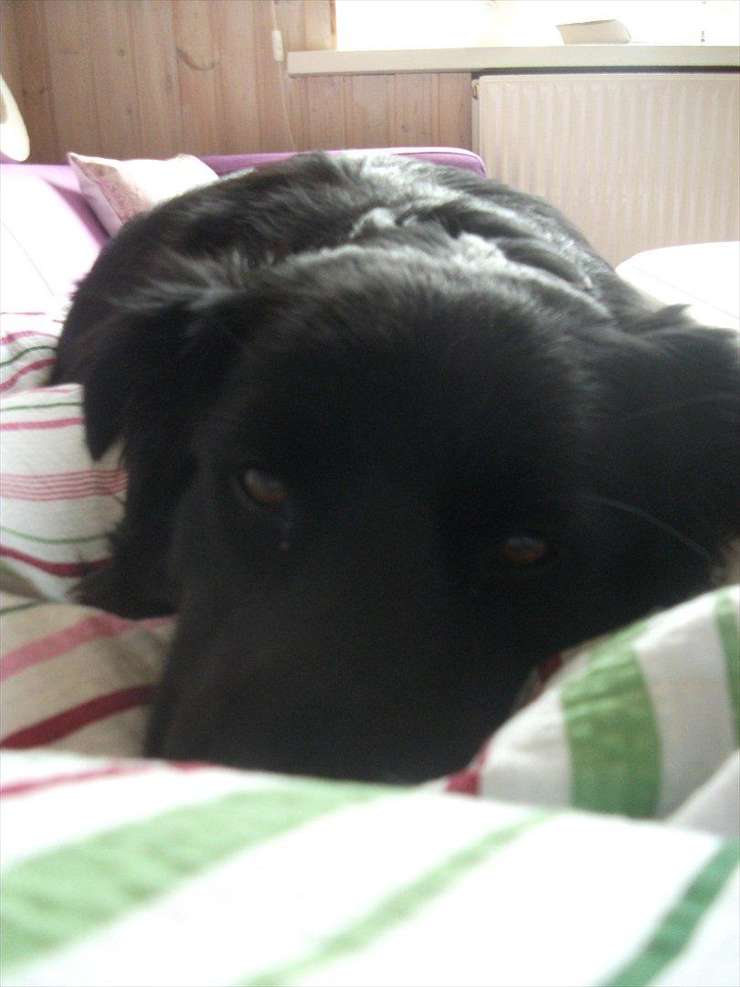 Blanding af racer Nønne billede 14