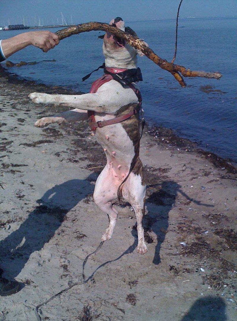 Amerikansk bulldog Kettners Gucci Mali Malou billede 15