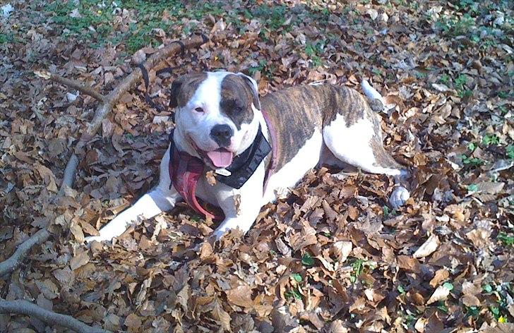 Amerikansk bulldog Kettners Gucci Mali Malou billede 16