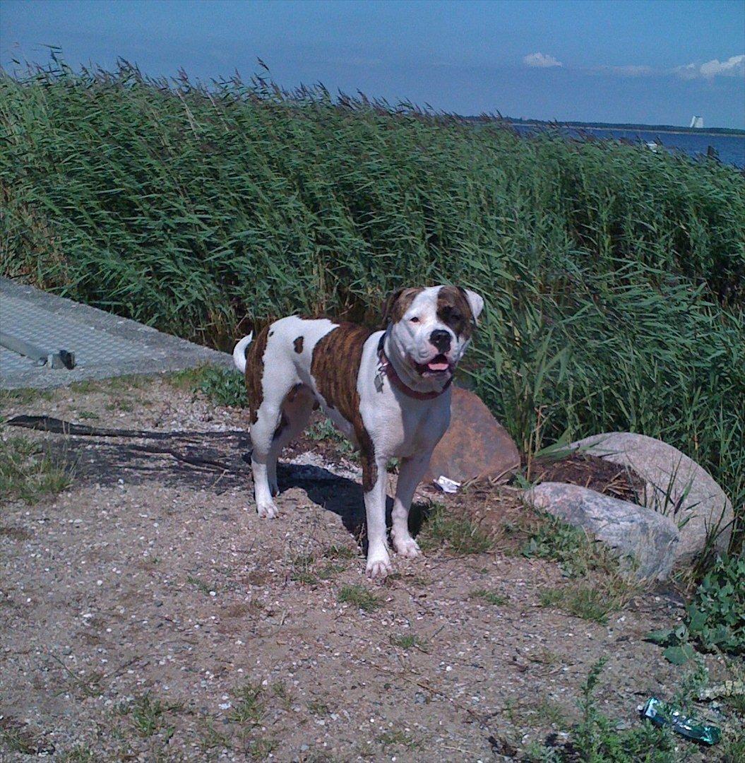 Amerikansk bulldog Kettners Gucci Mali Malou billede 17