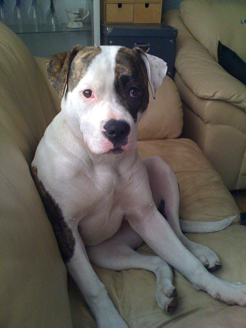 Amerikansk bulldog Kettners Gucci Mali Malou billede 18