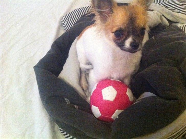 Chihuahua House Of Holtens Brise (Nellie) billede 15