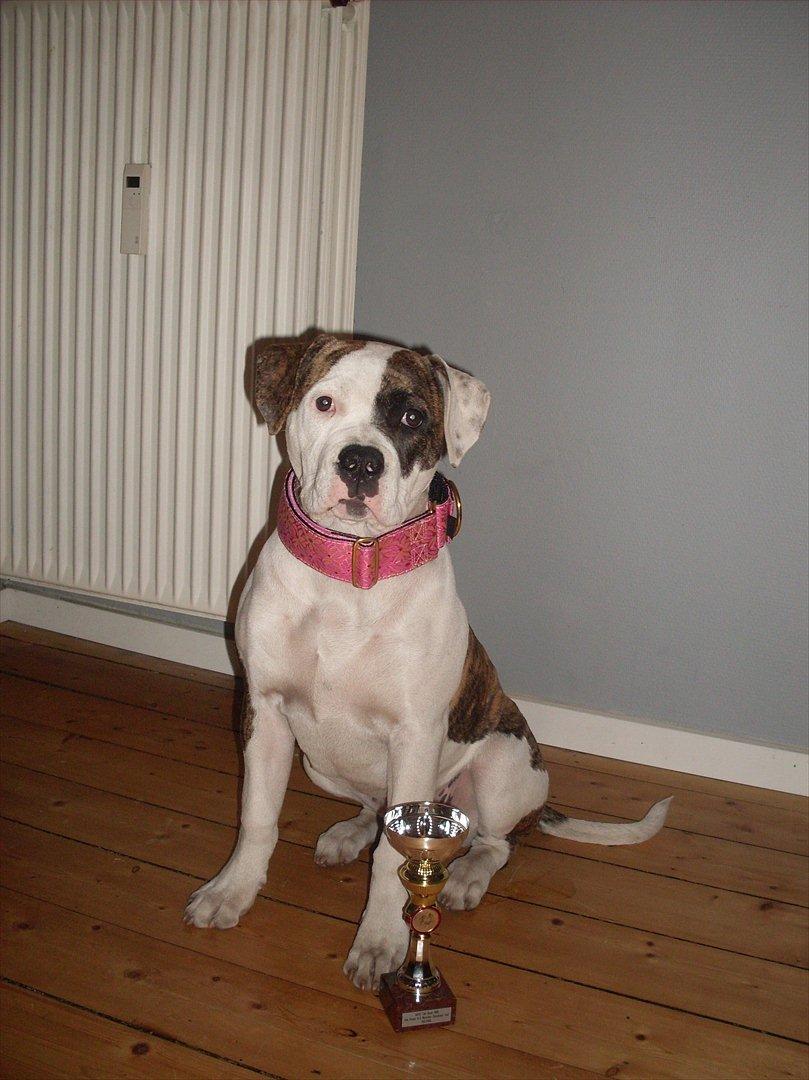 Amerikansk bulldog Kettners Gucci Mali Malou billede 19