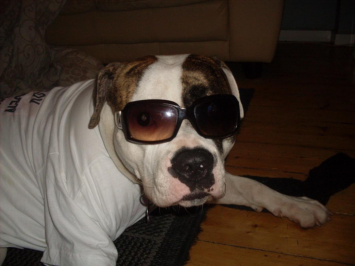 Amerikansk bulldog Kettners Gucci Mali Malou billede 20