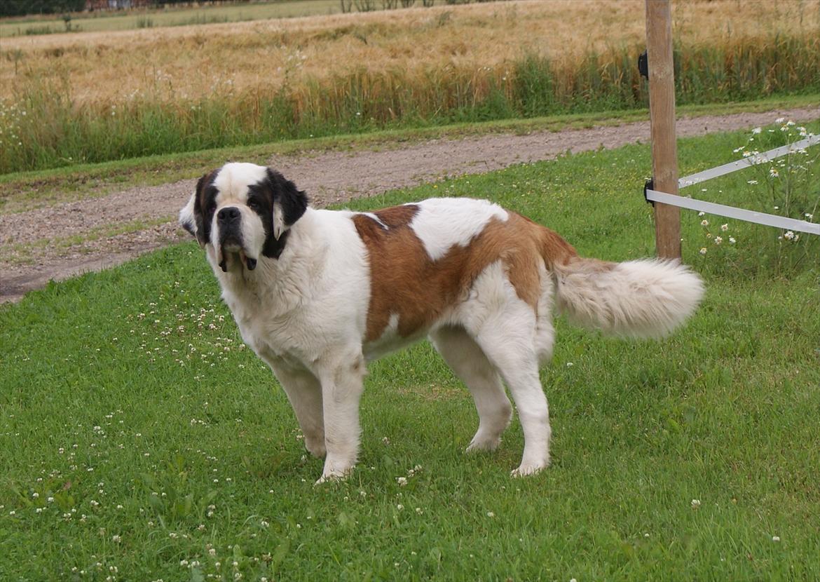 Sankt bernhardshund Muffe (Solgt) - Muffe 1½ år. billede 1