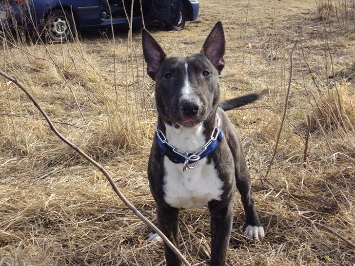 Bullterrier gizmo billede 1