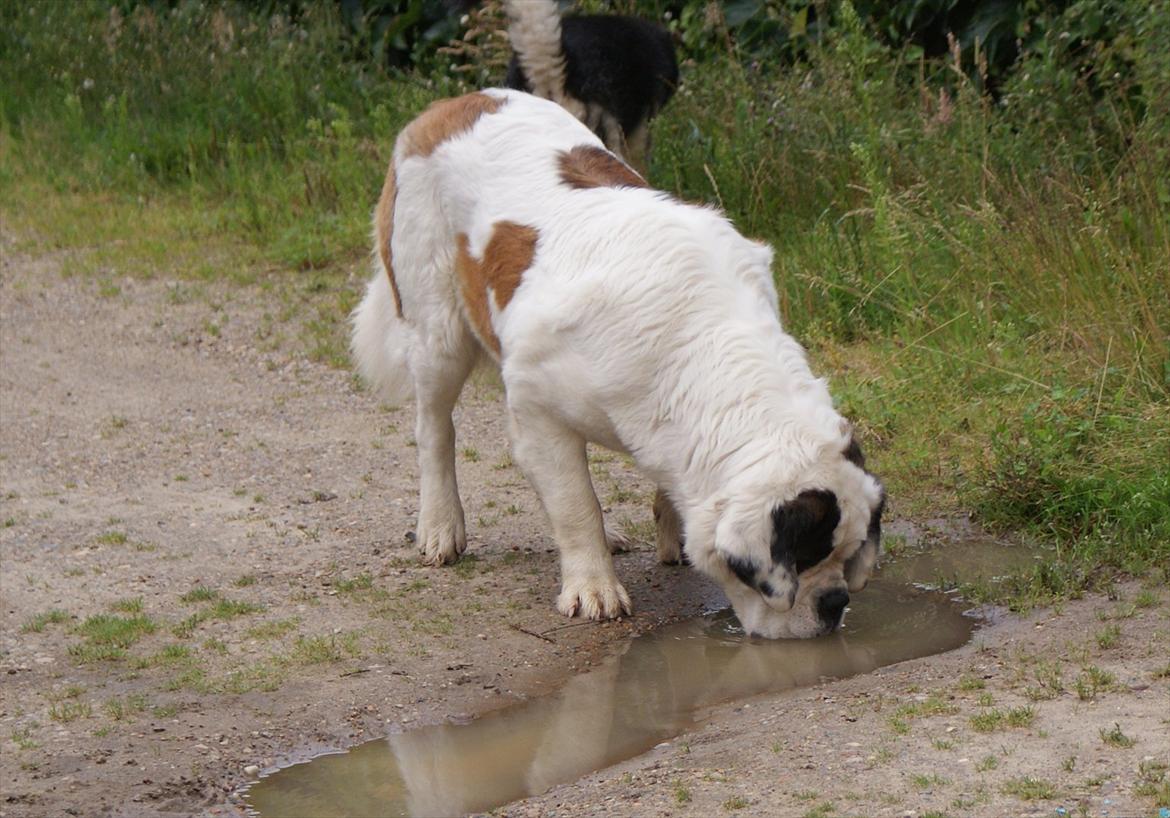 Sankt bernhardshund Muffe (Solgt) - Så suges der vand op. Minder lidt om en slamsuger... ;) billede 2