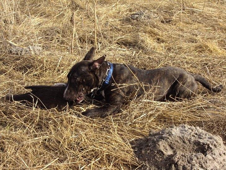 Bullterrier gizmo billede 2