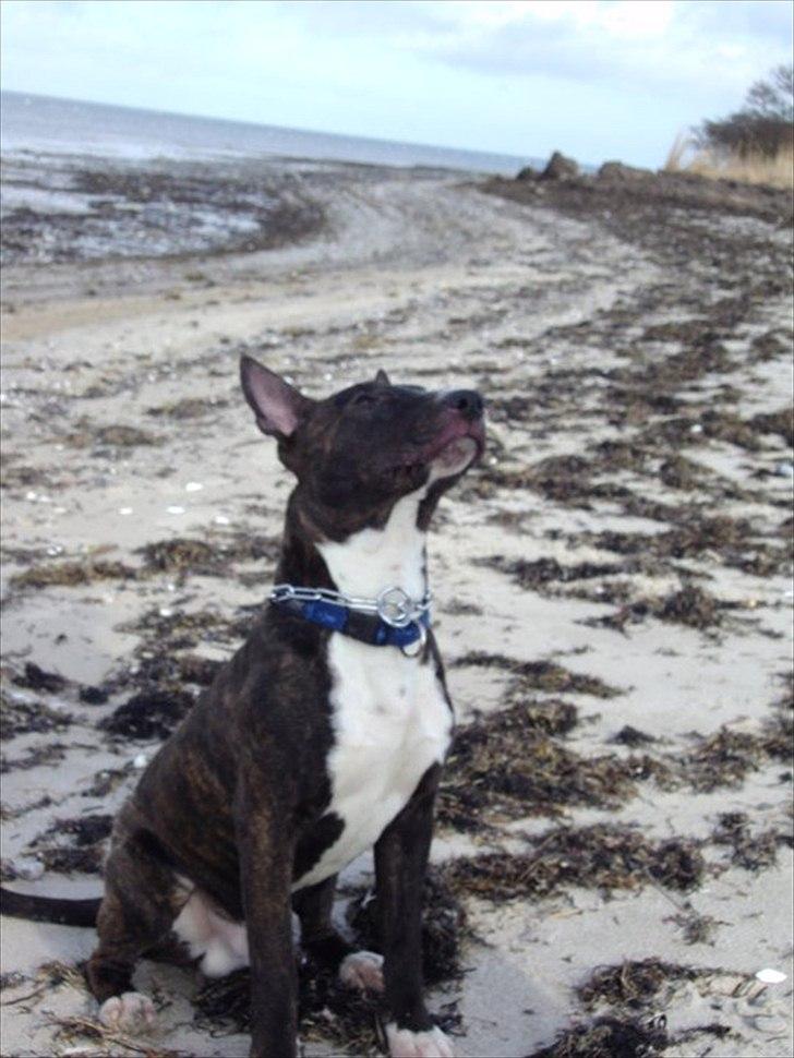 Bullterrier gizmo billede 3